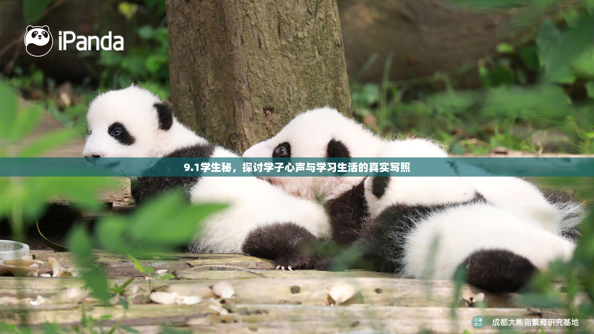 9.1学生秘，探讨学子心声与学习生活的真实写照