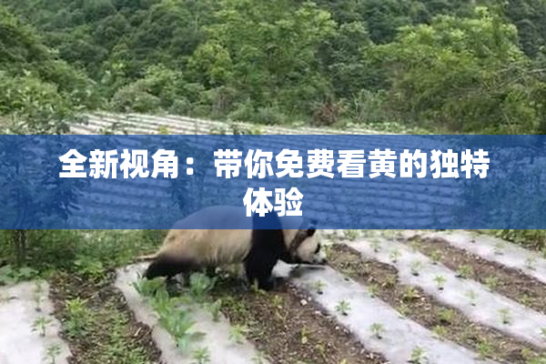 全新视角：带你免费看黄的独特体验