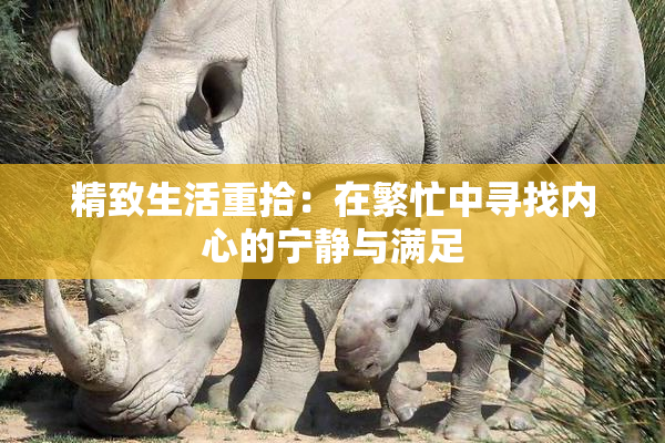精致生活重拾：在繁忙中寻找内心的宁静与满足