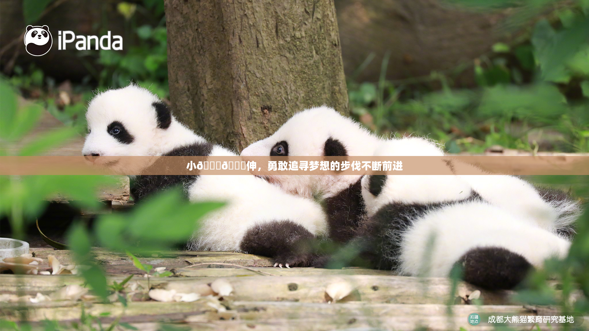 小🐔🐔伸，勇敢追寻梦想的步伐不断前进