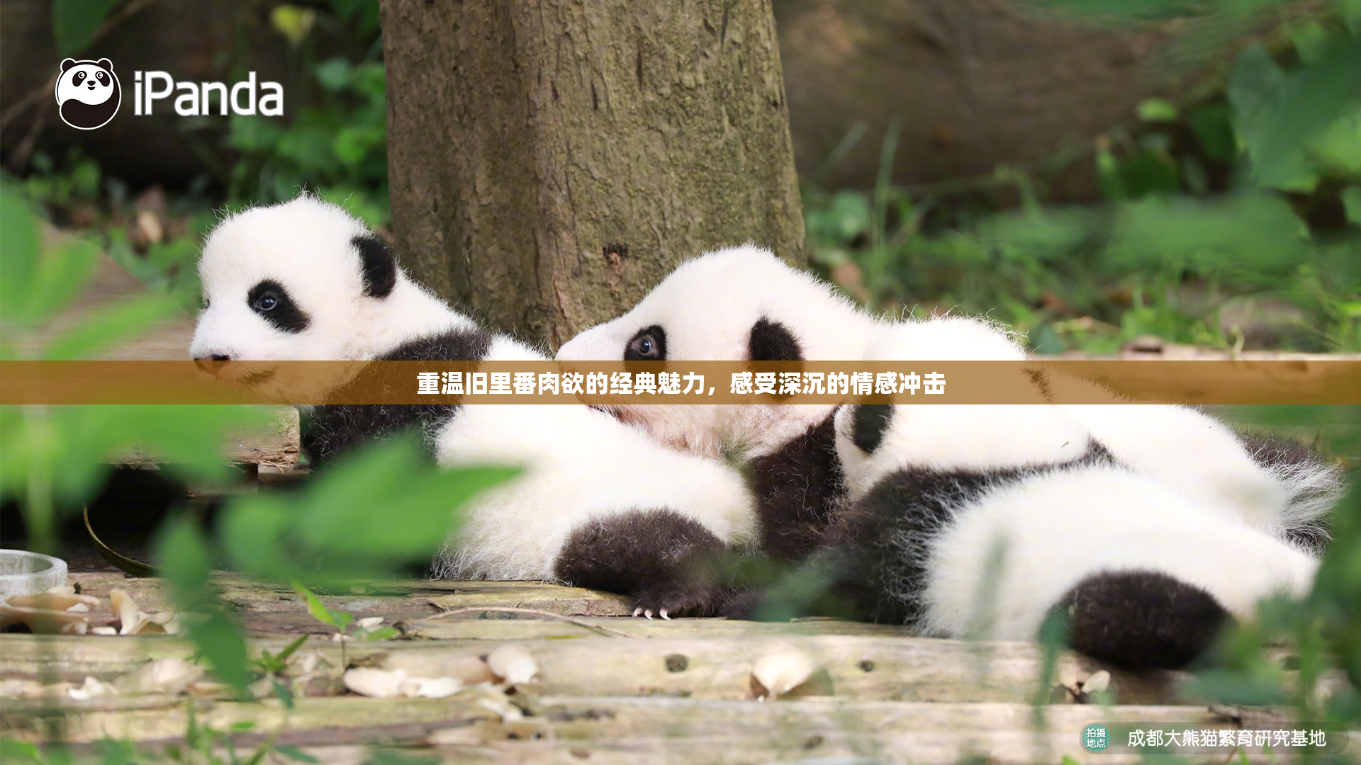 重温旧里番肉欲的经典魅力，感受深沉的情感冲击