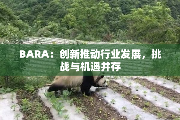 BARA：创新推动行业发展，挑战与机遇并存