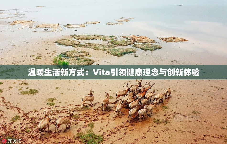 温暖生活新方式：Vita引领健康理念与创新体验