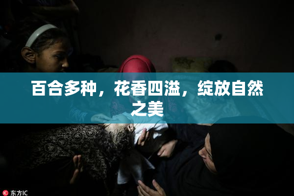 百合多种，花香四溢，绽放自然之美