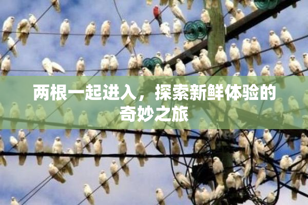 两根一起进入，探索新鲜体验的奇妙之旅