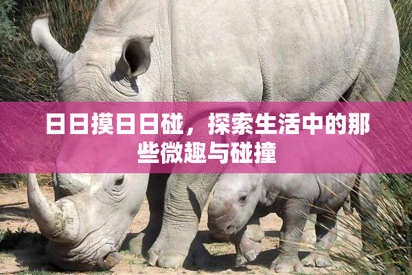 日日摸日日碰，探索生活中的那些微趣与碰撞