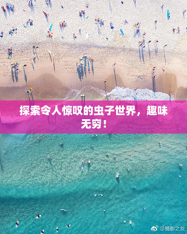 探索令人惊叹的虫子世界，趣味无穷！