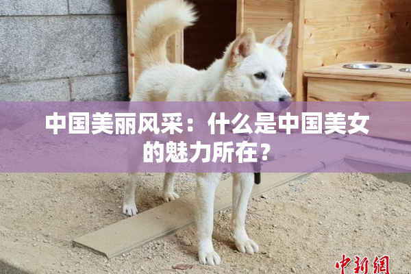 中国美丽风采：什么是中国美女的魅力所在？