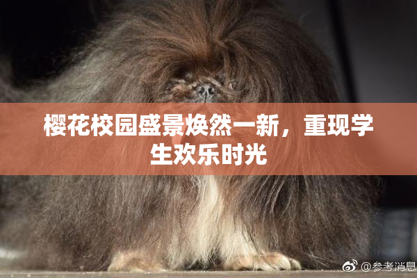 樱花校园盛景焕然一新，重现学生欢乐时光