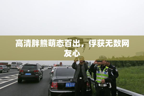 高清胖熊萌态百出，俘获无数网友心