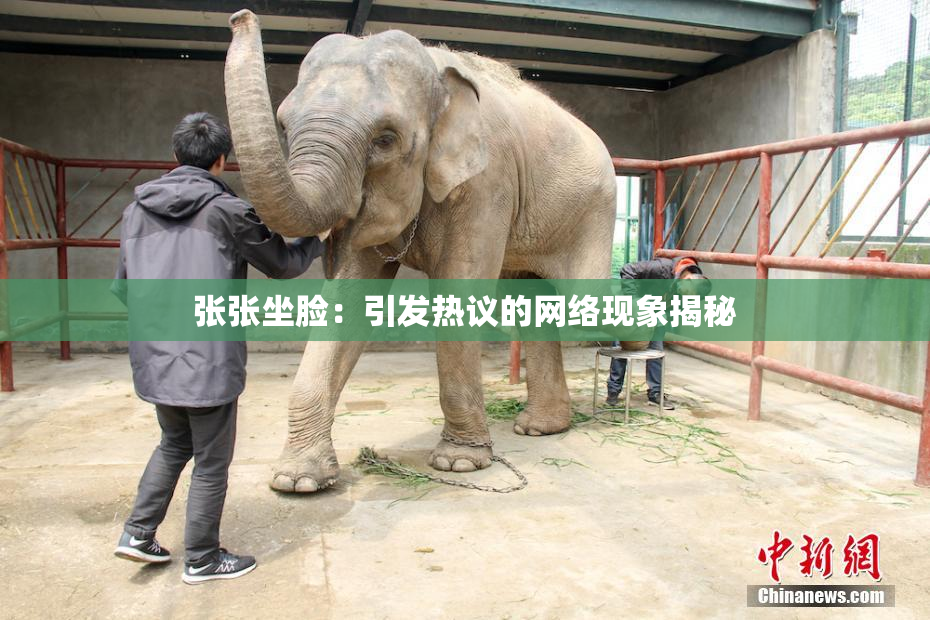 张张坐脸：引发热议的网络现象揭秘