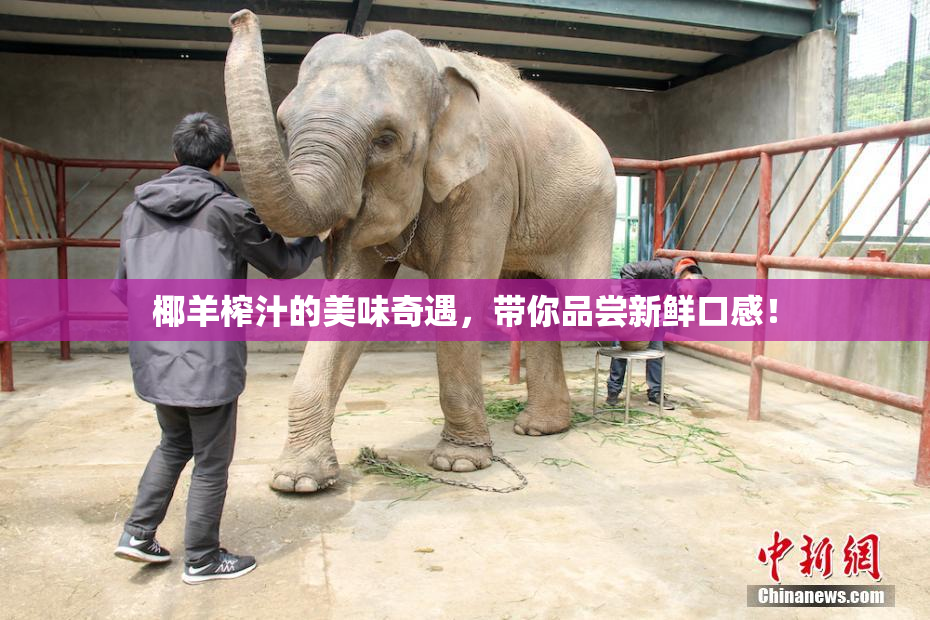 椰羊榨汁的美味奇遇，带你品尝新鲜口感！