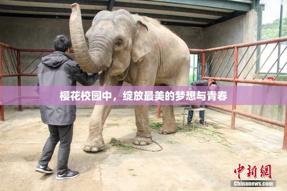 樱花校园中，绽放最美的梦想与青春