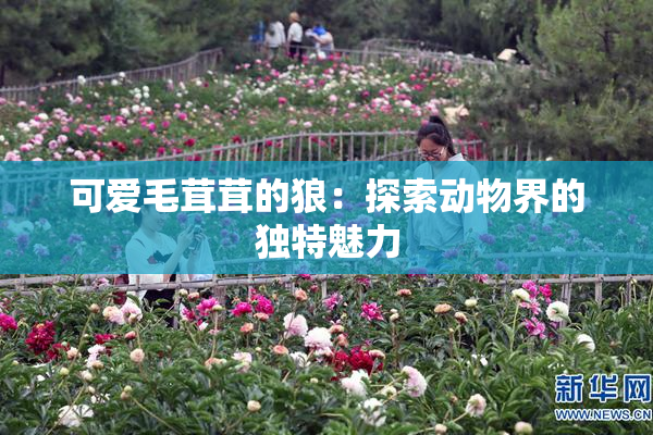 可爱毛茸茸的狼：探索动物界的独特魅力
