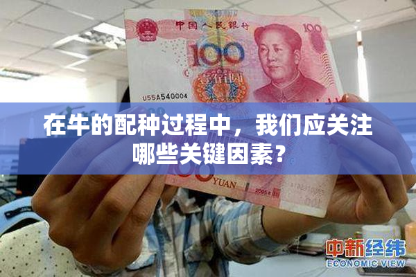 在牛的配种过程中，我们应关注哪些关键因素？