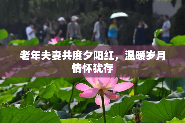 老年夫妻共度夕阳红，温暖岁月情怀犹存