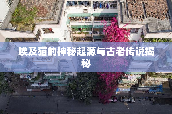埃及猫的神秘起源与古老传说揭秘