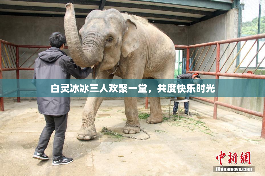 白灵冰冰三人欢聚一堂，共度快乐时光