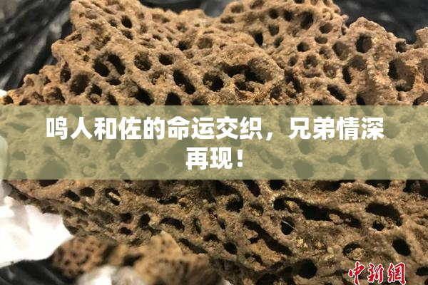 鸣人和佐的命运交织，兄弟情深再现！