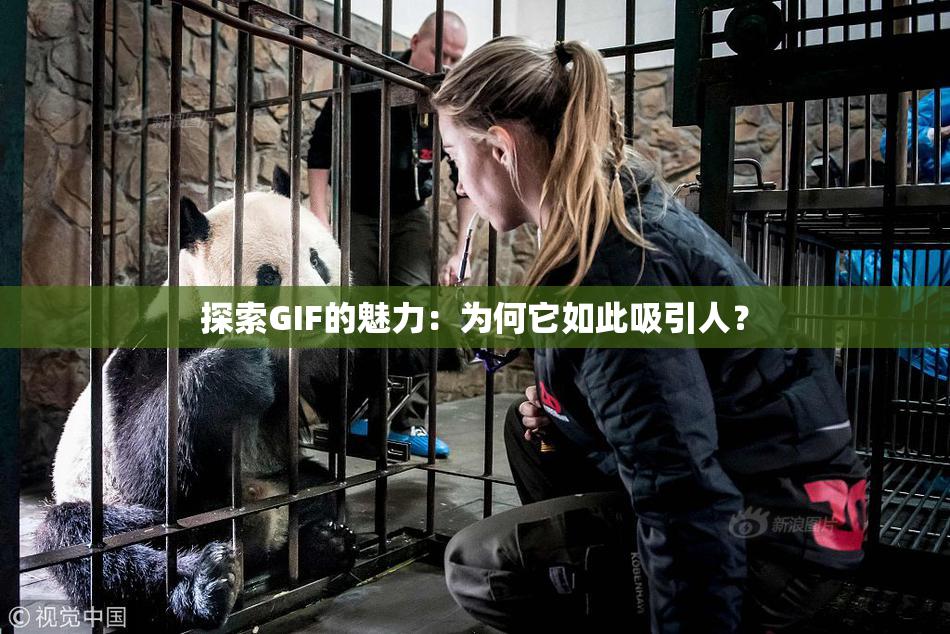 探索GIF的魅力：为何它如此吸引人？