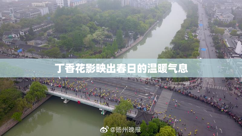 丁香花影映出春日的温暖气息
