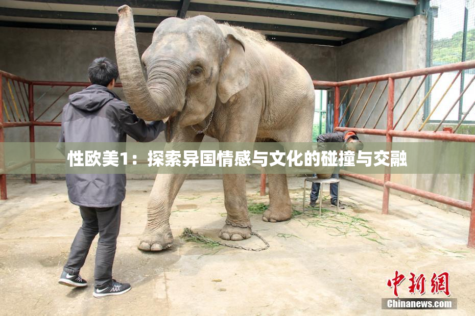 性欧美1：探索异国情感与文化的碰撞与交融