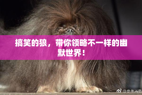 搞笑的狼，带你领略不一样的幽默世界！