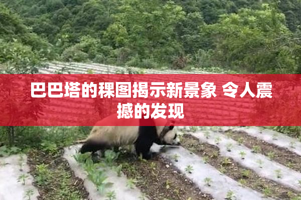 巴巴塔的稞图揭示新景象 令人震撼的发现