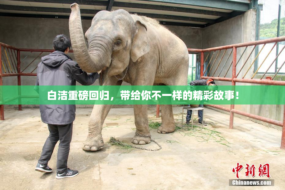 白洁重磅回归，带给你不一样的精彩故事！