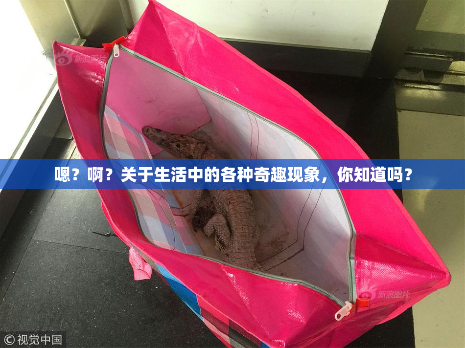 嗯？啊？关于生活中的各种奇趣现象，你知道吗？