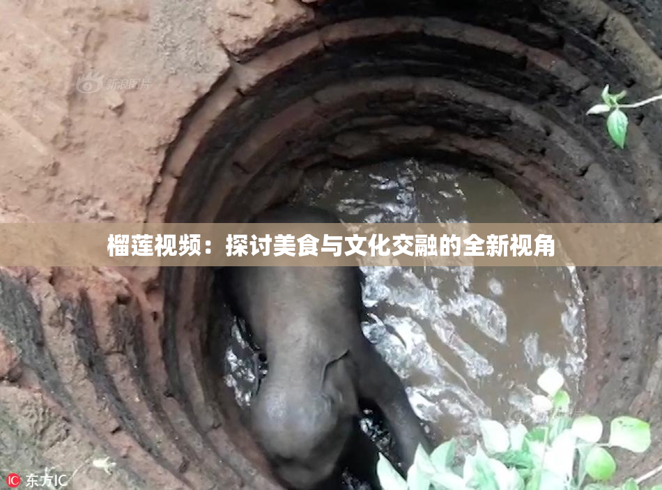 榴莲视频：探讨美食与文化交融的全新视角