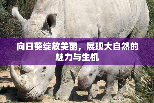 向日葵绽放美丽，展现大自然的魅力与生机