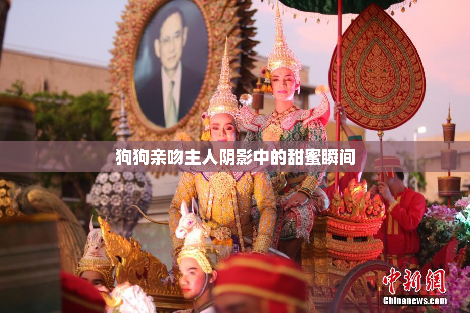 狗狗亲吻主人阴影中的甜蜜瞬间