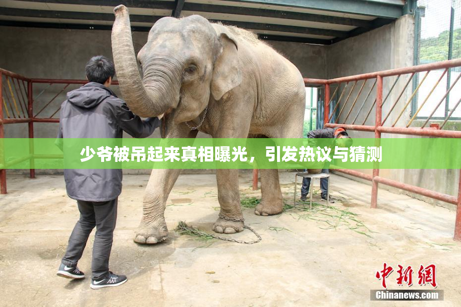 少爷被吊起来真相曝光，引发热议与猜测