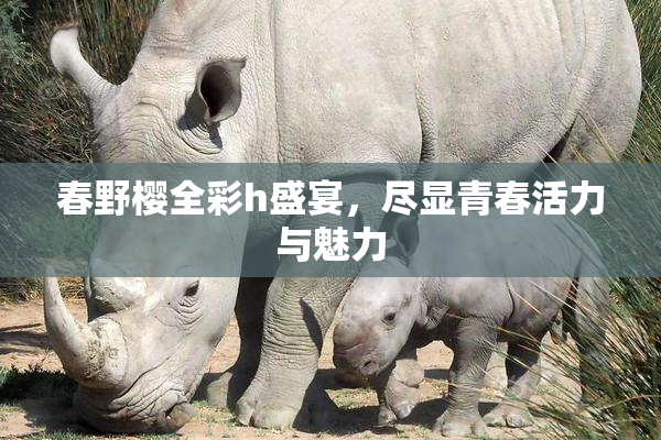 春野樱全彩h盛宴，尽显青春活力与魅力