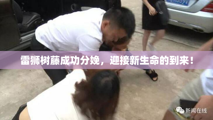 雷狮树藤成功分娩，迎接新生命的到来！