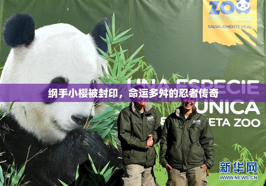 纲手小樱被封印，命运多舛的忍者传奇