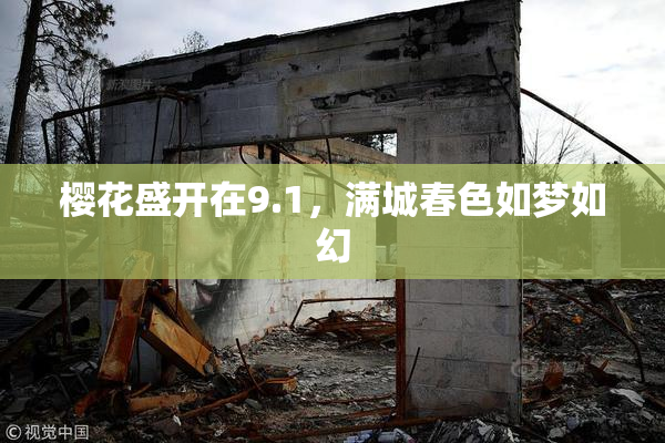 樱花盛开在9.1，满城春色如梦如幻