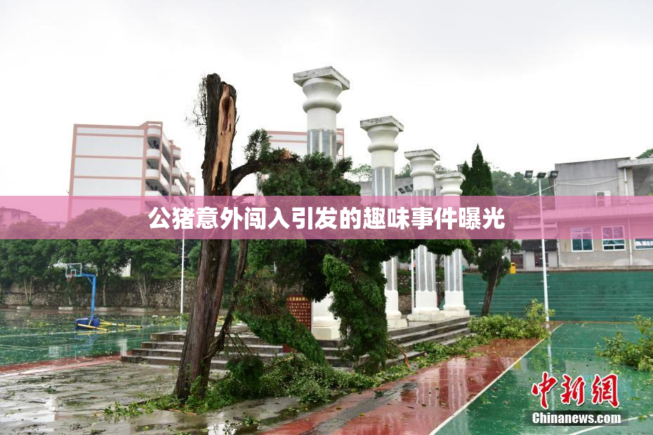 公猪意外闯入引发的趣味事件曝光