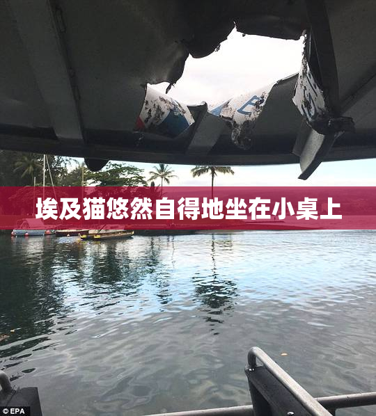 埃及猫悠然自得地坐在小桌上