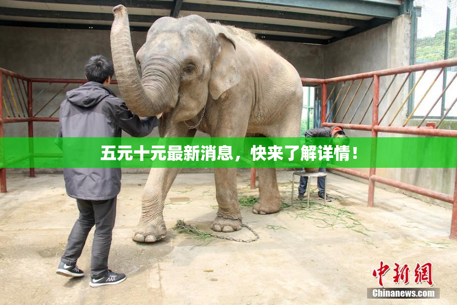 五元十元最新消息，快来了解详情！