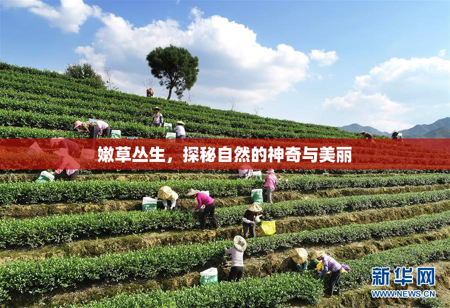 嫩草丛生，探秘自然的神奇与美丽