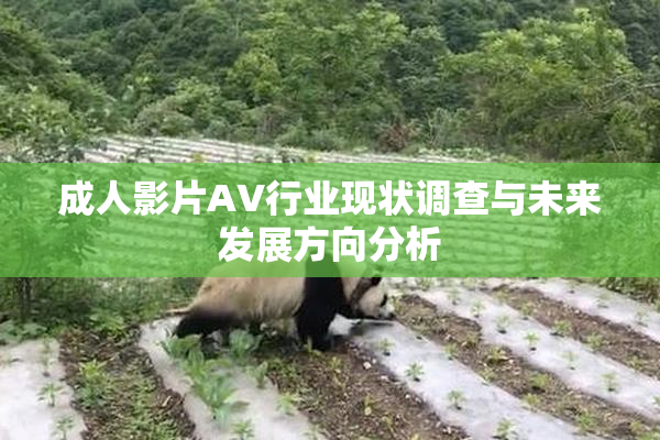 成人影片AV行业现状调查与未来发展方向分析