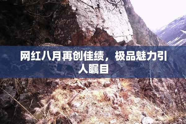 网红八月再创佳绩，极品魅力引人瞩目