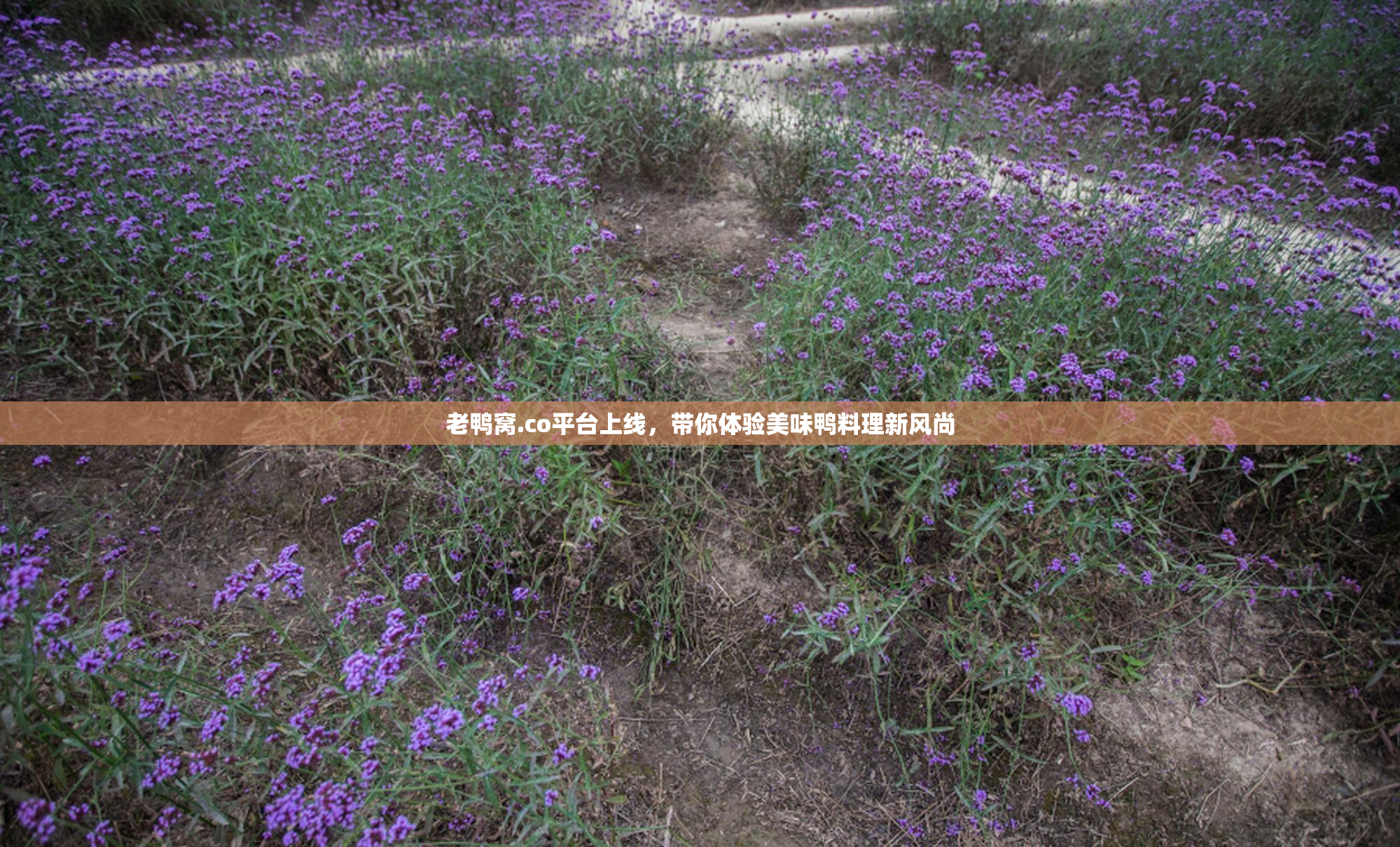 老鸭窝.co平台上线，带你体验美味鸭料理新风尚