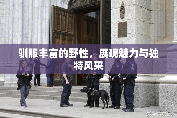 驯服丰富的野性，展现魅力与独特风采