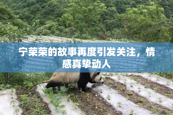 宁荣荣的故事再度引发关注，情感真挚动人