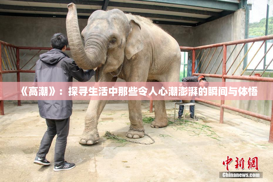 《高潮》：探寻生活中那些令人心潮澎湃的瞬间与体悟