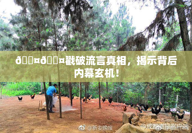 🐤🐤戳破流言真相，揭示背后内幕玄机！