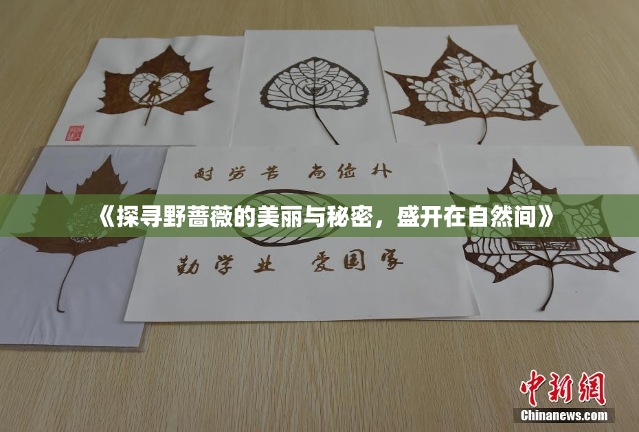《探寻野蔷薇的美丽与秘密，盛开在自然间》